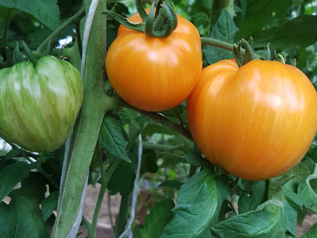 Ognennyj Pozeluj (eldkyss)